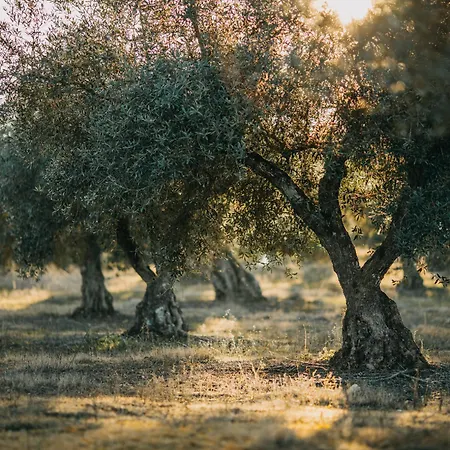 Bed & Breakfast Casa Anandi Retreat 3*